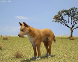 Dingo Low Poly 3D-Modell