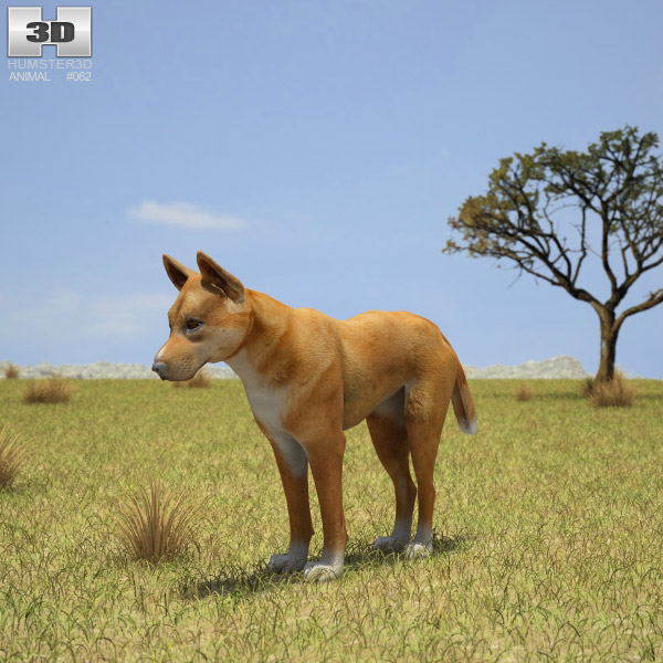 Dingo Low Poly 3d model