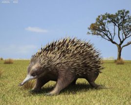 Echidna Low Poly 3Dモデル