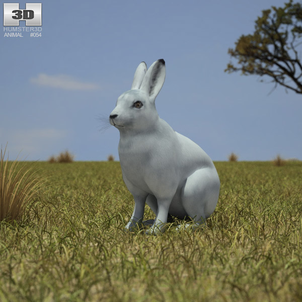 Hare Low Poly Modèle 3D