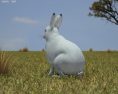 Hare Low Poly 3d model