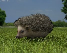 Hedgehog Low Poly 3D模型