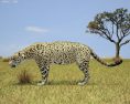 Jaguar Low Poly 3D-Modell