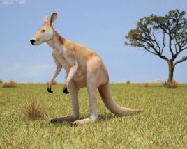 Kangaroo Low Poly Modèle 3D