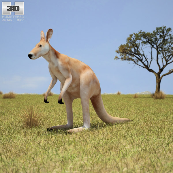 Kangaroo Low Poly 3D 모델 
