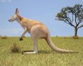Kangaroo Low Poly Modelo 3d