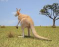 Kangaroo Low Poly Modello 3D