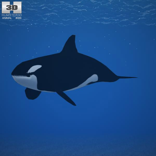 Killer whale Low Poly 3D model