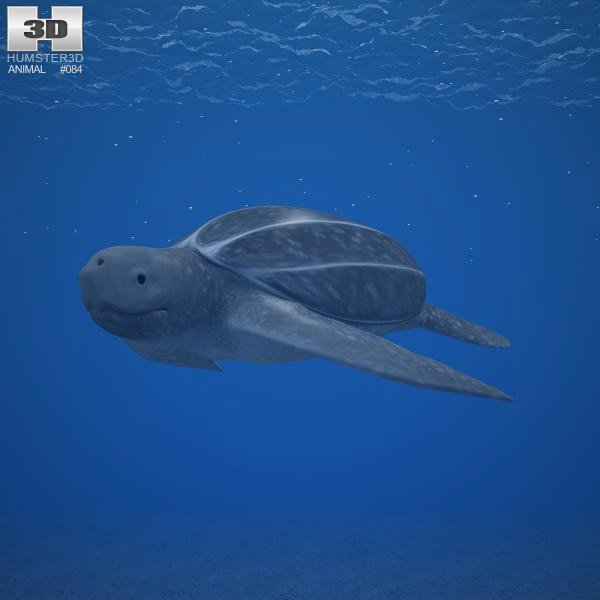 Leatherback Sea Turtle Low Poly Modello 3D