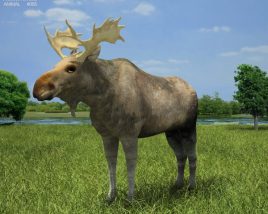 Moose Low Poly Modèle 3D