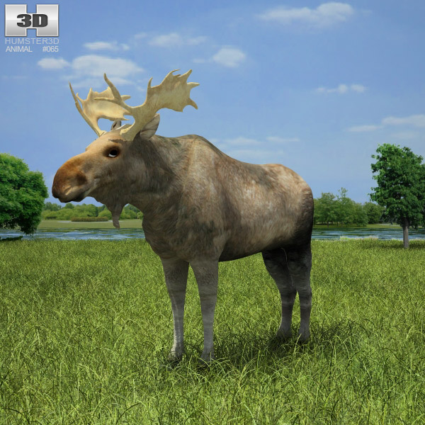Moose Low Poly 3D-Modell