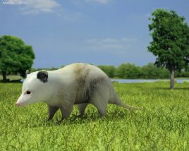 Opossum Low Poly 3D-Modell