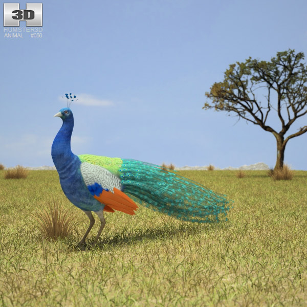 Peacock Low Poly 3D model