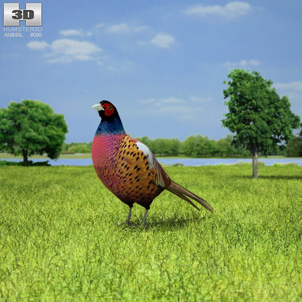 Pheasant Low Poly Modèle 3D