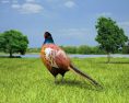 Pheasant Low Poly 3D模型