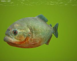 Piranha Low Poly Modelo 3D