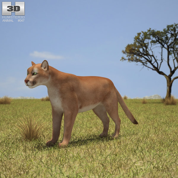 Puma Low Poly 3D model