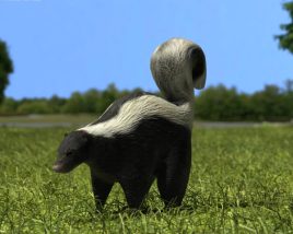 Skunk Low Poly 3D model