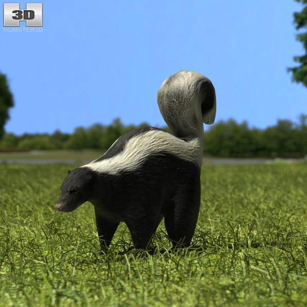 Skunk Low Poly Modèle 3D