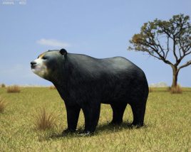 Spectacled Bear Low Poly Modèle 3D