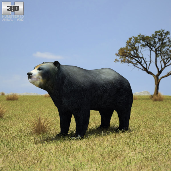 Spectacled Bear Low Poly 3D model