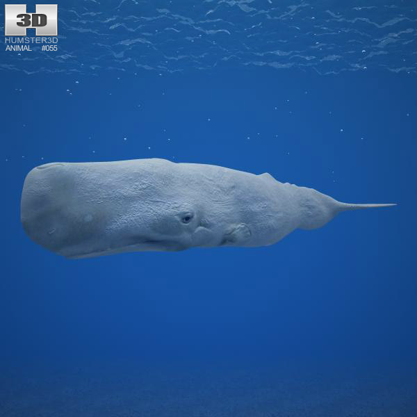 Sperm whale Low Poly 3d model