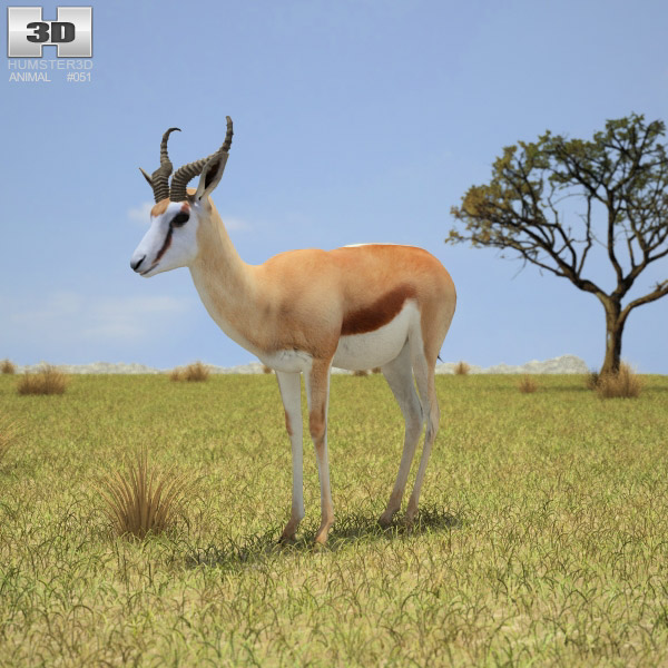 Springbok Low Poly Modèle 3D