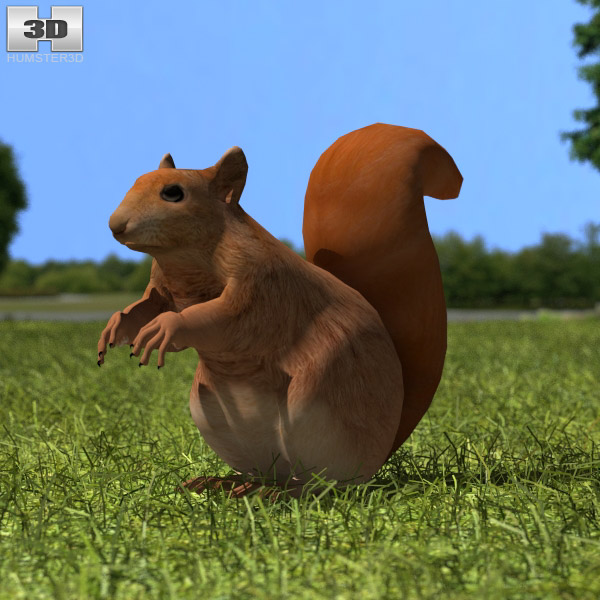 Squirrel Low Poly 3D model