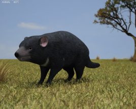 Tasmanian devil Low Poly 3D model