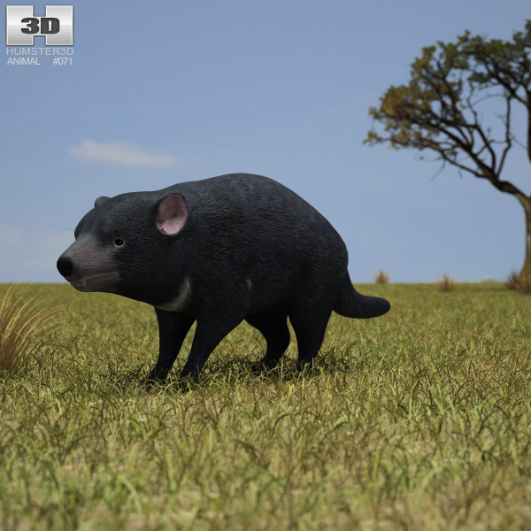 Tasmanian devil Low Poly 3D модель