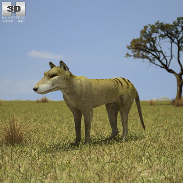 Thylacine Low Poly Modèle 3D