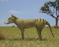 Thylacine Low Poly Modèle 3d