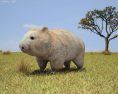 Wombat Low Poly 3D 모델 