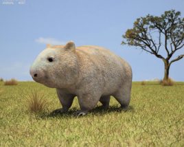Wombat Low Poly 3Dモデル