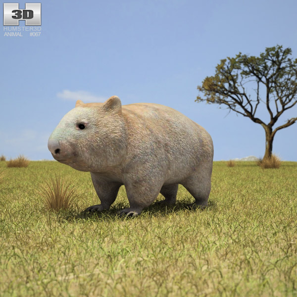 Wombat Low Poly 3D 모델 