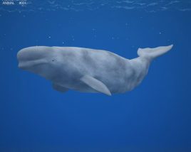 Beluga whale Low Poly Modelo 3D