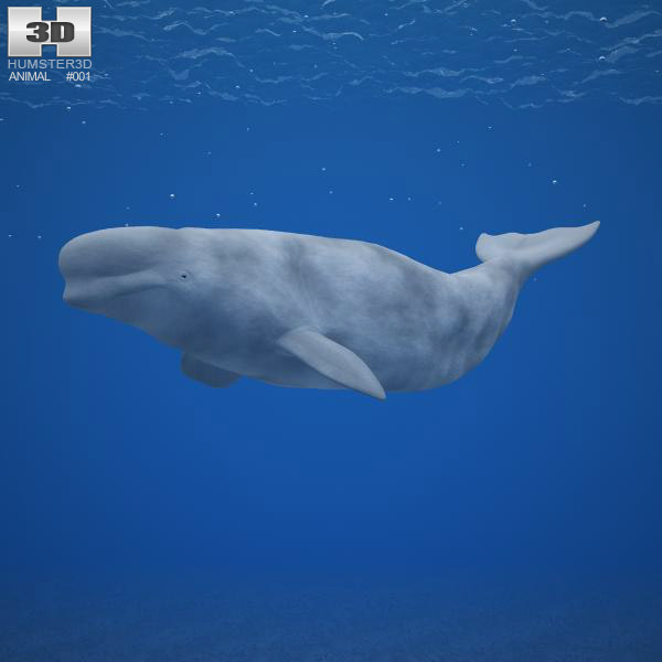 Beluga whale Low Poly 3D model