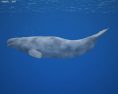 Beluga whale Low Poly Modelo 3D