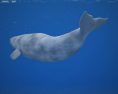 Beluga whale Low Poly 3D-Modell