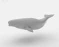 Beluga whale Low Poly 3D 모델 