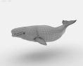 Beluga whale Low Poly 3D 모델 