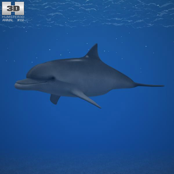 Common Bottlenose Dolphin Low Poly Modelo 3D