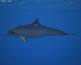 Common Bottlenose Dolphin Low Poly 3d model