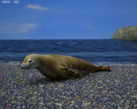 Crabeater Seal Low Poly 3D model