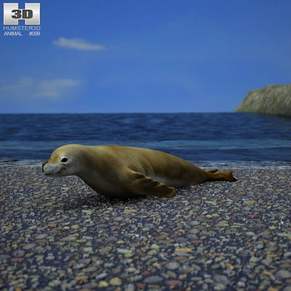 Crabeater Seal Low Poly 3D модель