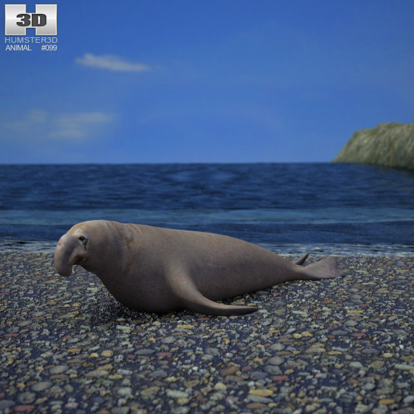 Elephant Seal Low Poly Modèle 3D