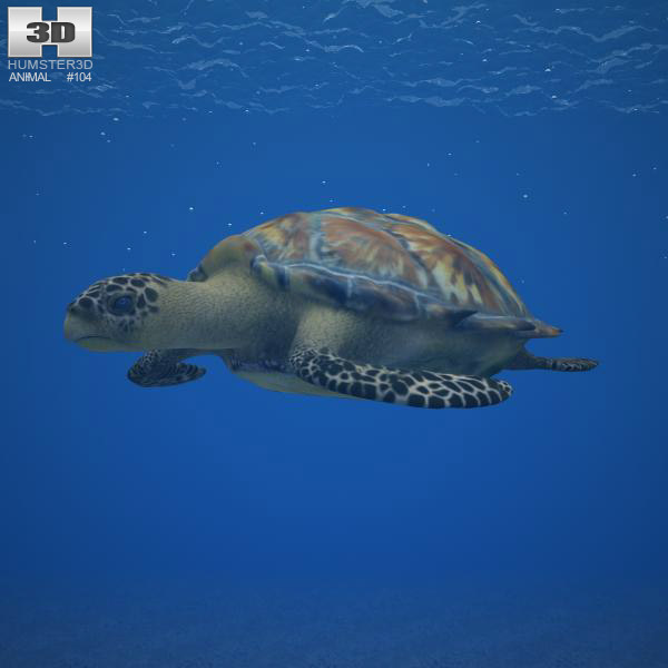 Hawksbill sea turtle Low Poly Modèle 3D