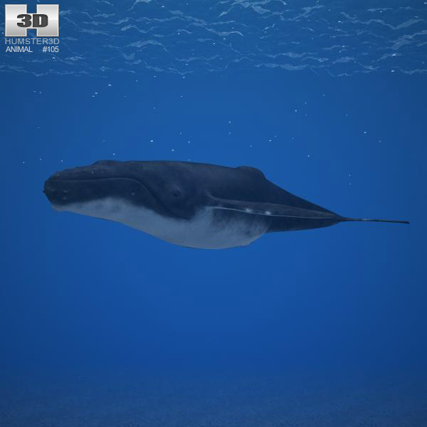 Humpback whale Low Poly Modèle 3D