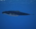 Humpback whale Low Poly Modèle 3d