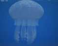 Jellyfish Low Poly Modello 3D